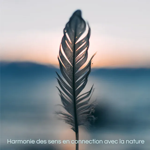 Harmonie des sens en connection avec la nature – Musique douce avec sons naturels, musique zen relaxante pour l'équilibre intérieur