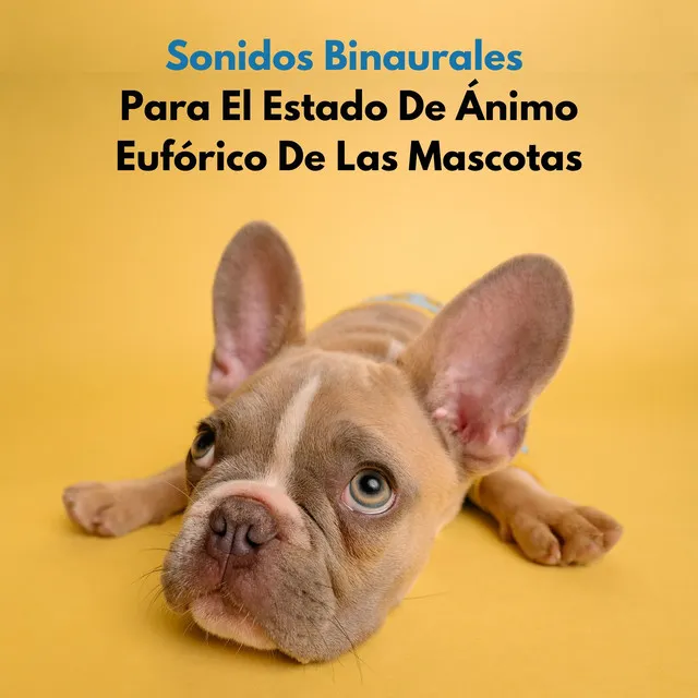 Zen Sereno Para Mascotas En Sonidos Binaurales