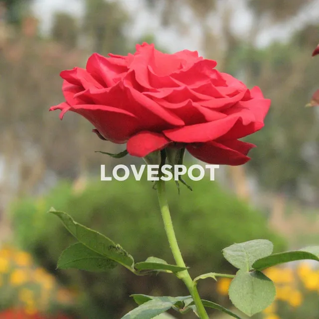 Lovespot