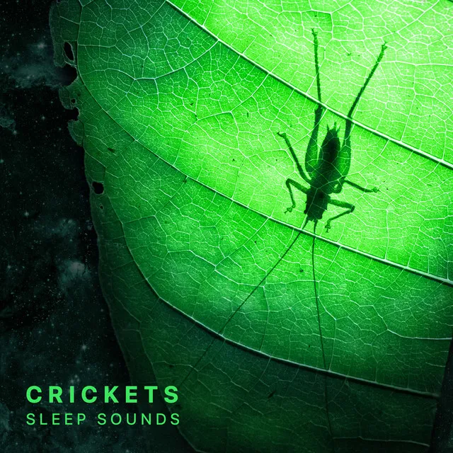 Crickets Sleep Sounds (Mindfulness & Relaxation), Pt. 13