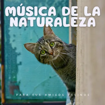 Música De La Naturaleza Para Tus Amigos Felinos by Biblioteca XLE de sonidos de la naturaleza