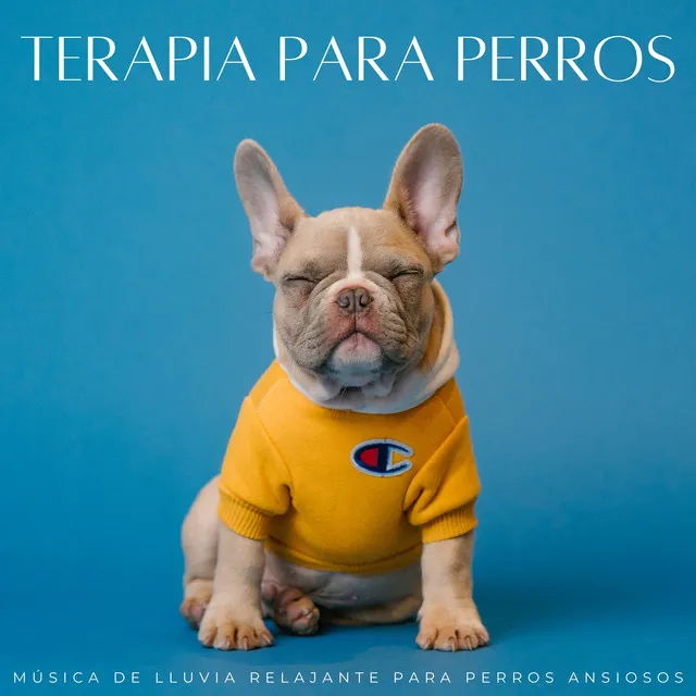 Terapia Para Perros: Música De Lluvia Relajante Para Perros Ansiosos