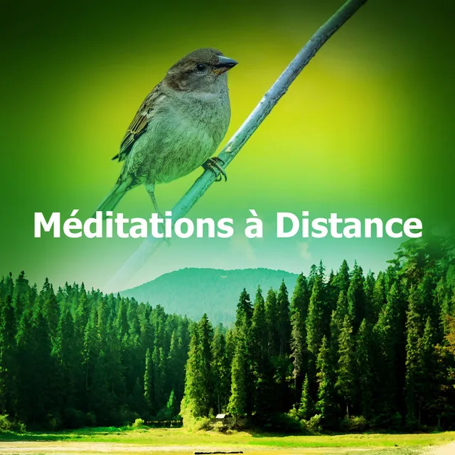 Méditations à Distance