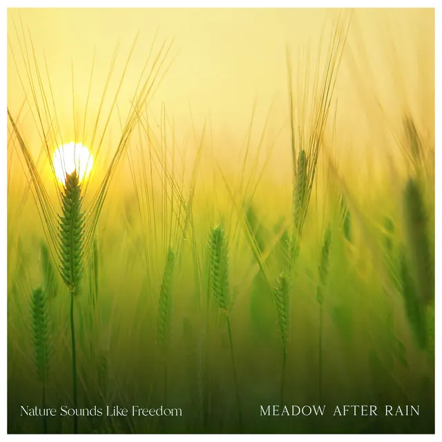 Meadow After Rain