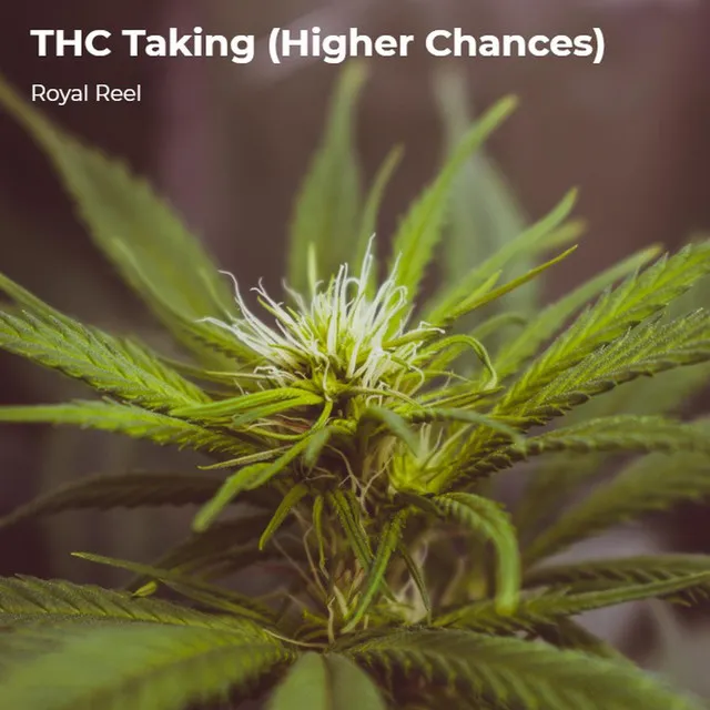 THC Taking (Higher Chances)