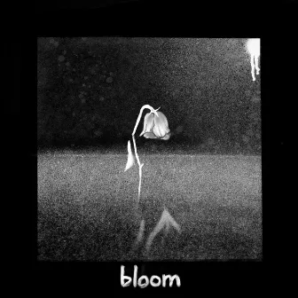 bloom by bloom