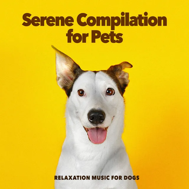 Serene Compilation for Pets