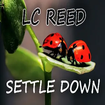 Settle Down by LC REED