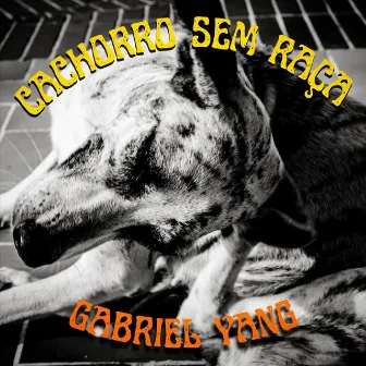 Cachorro Sem Raça (Ao Vivo) by Gabriel Yang