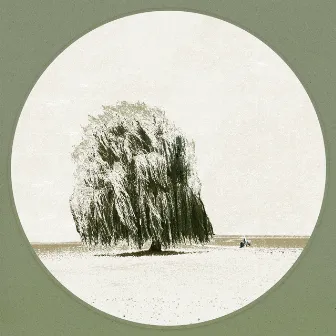 Willow Tree by Darin