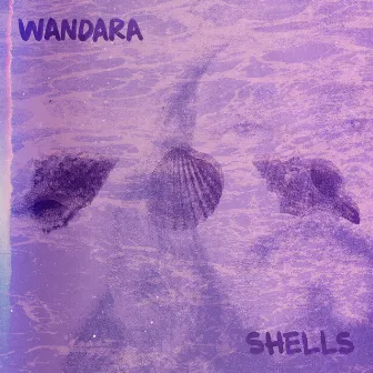 Shells by Wandara