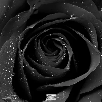 Black Roses by Marley Brooker