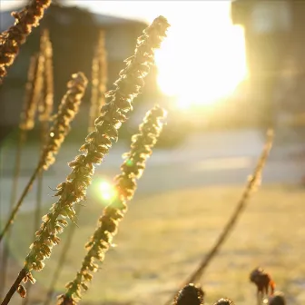 Morning Light by Dragonfly