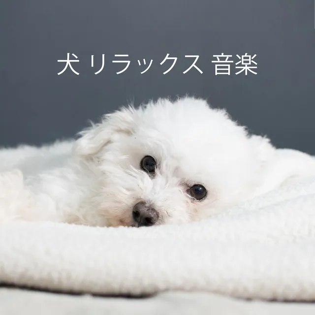 犬 リラックス 音楽 (ストレス 解消 音楽, 犬 カフェ, 犬 よく 寝る)