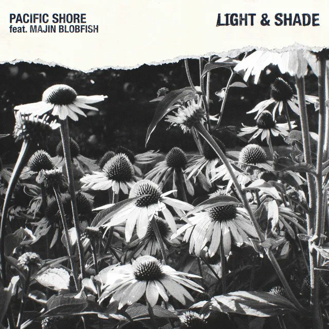 Light & Shade