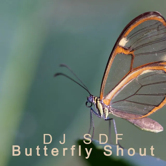 Butterfly Shout