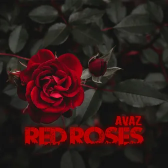 Red Roses by AvaZ