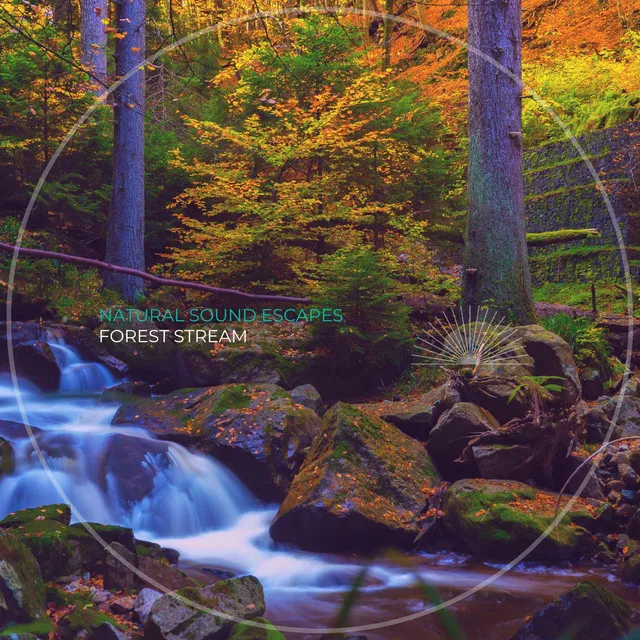 Forest Stream