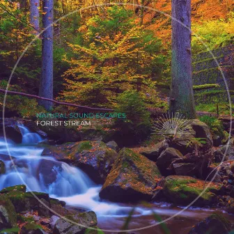 Forest Stream by Natural Sound Escapes