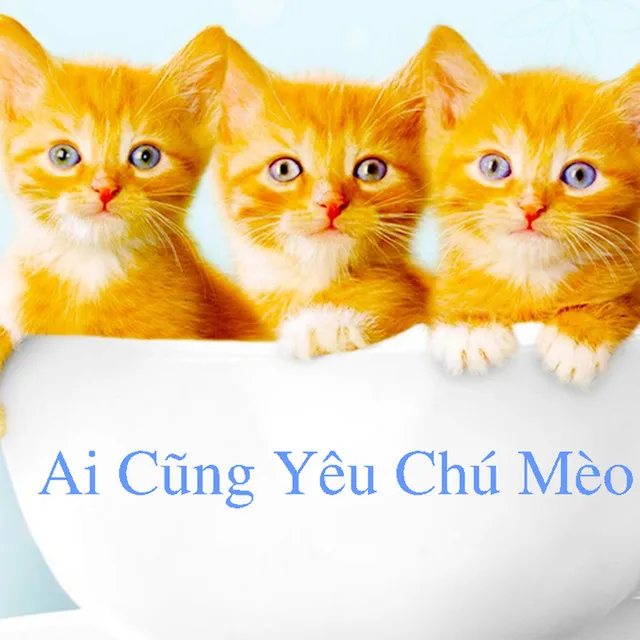 Ai Cũng Yêu Chú Mèo