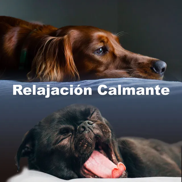 Relajación Calmante