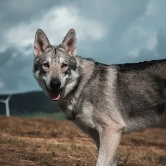 Chillhound Harmony: Gentle Rainstorm Sounds for Dogs by Lightning Thunder and Rain Storm