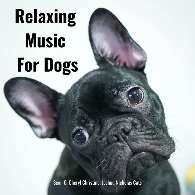 Relaxing Sweet Song For Dog