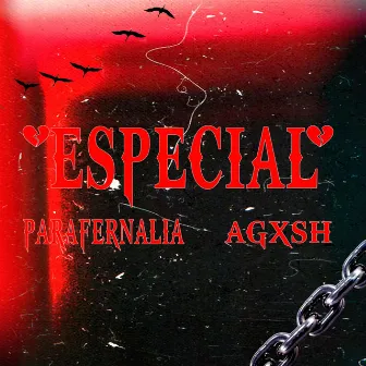 Especial by Parafernalia