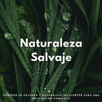 Naturaleza Salvaje: Sonidos De Pájaros Y Naturaleza Relajantes Para Una Relajación Completa by Pajaritos Cantando