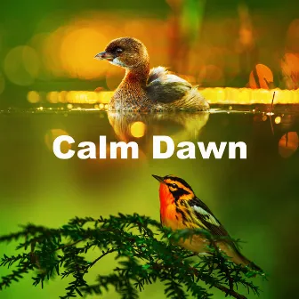 Calm Dawn by Naturesque