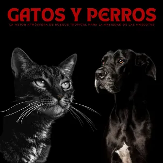 Gatos Y Perros: La Mejor Atmósfera De Bosque Tropical Para La Ansiedad De Las Mascotas by Relaja a mi cachorro