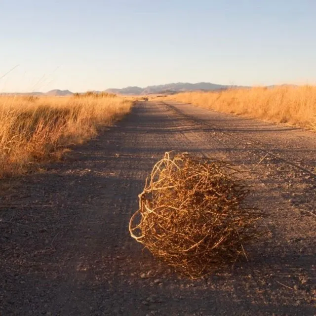 TUMBLEWEED