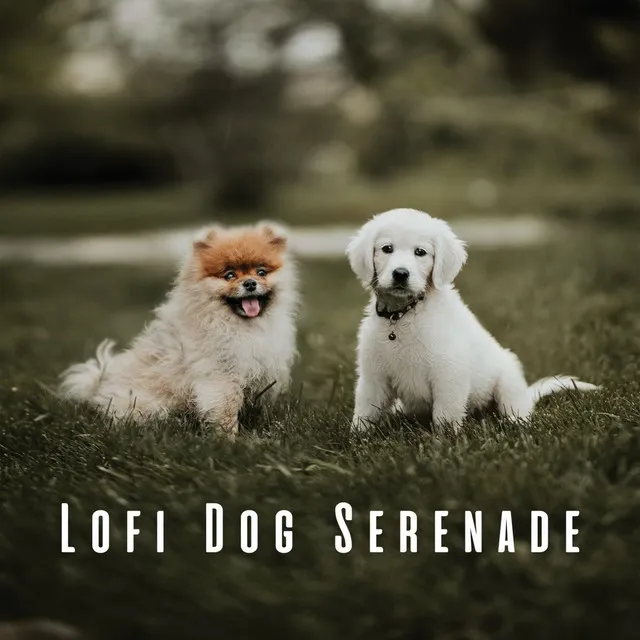 Lofi Serenade for Dogs