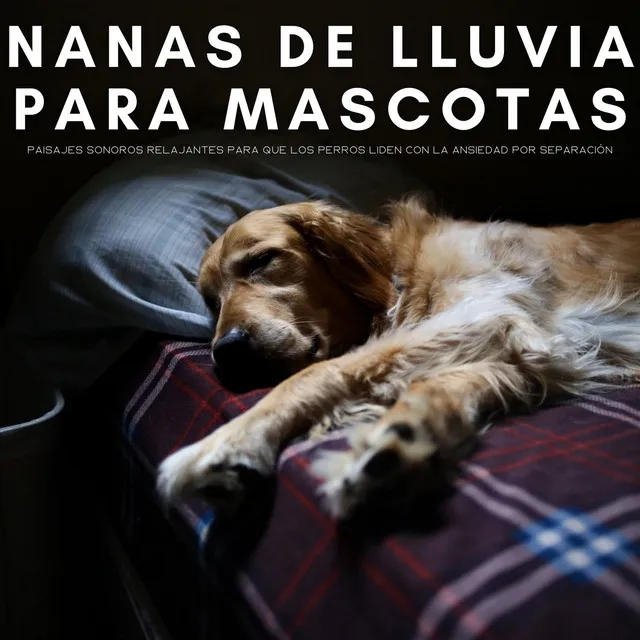 Nanas De Lluvia Para Mascotas: Paisajes Sonoros Relajantes Para Que Los Perros Liden Con La Ansiedad Por Separación