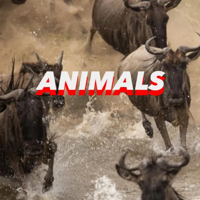 ANIMALS