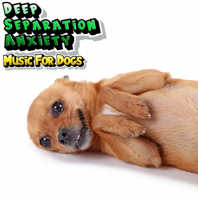 Dog Relaxation & Calming Stress Relief Music