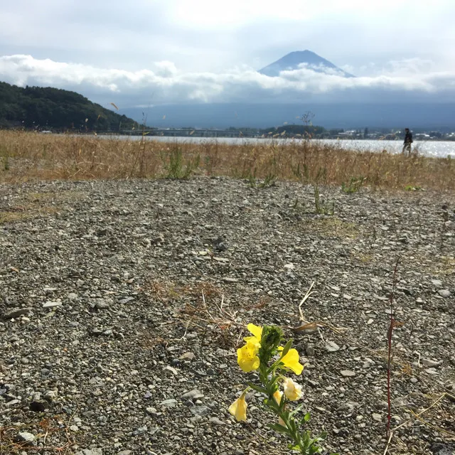 Mount Fuji and Evening Primrose