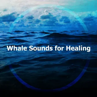 Whale Sounds for Healing by Whales Sample