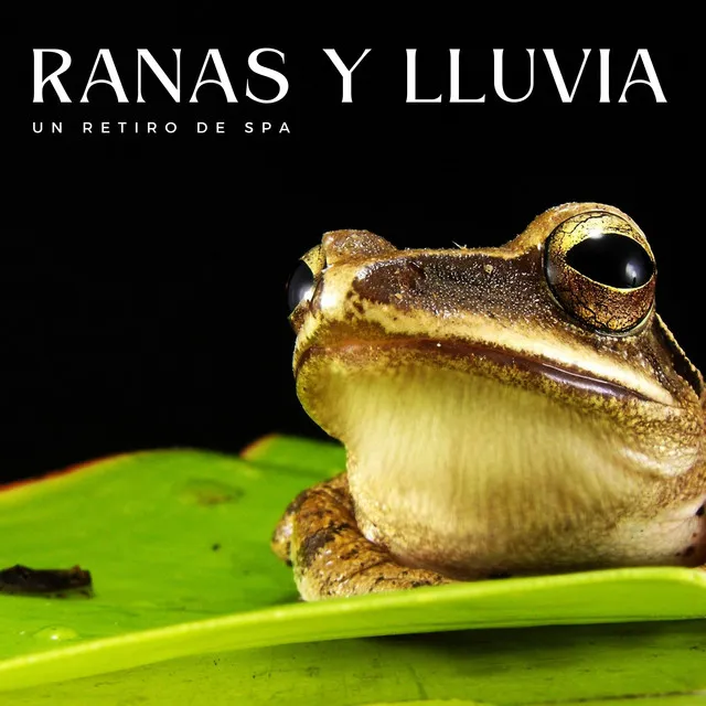 Ranas Y Lluvia: Un Retiro De Spa