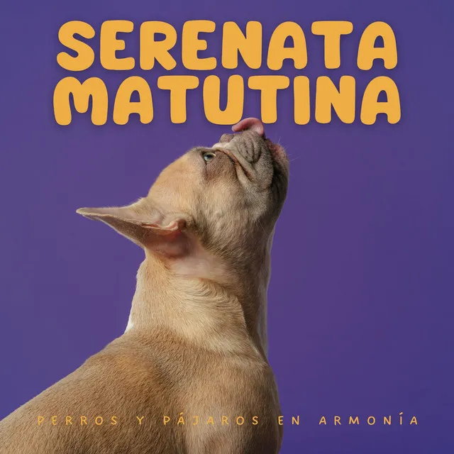 Serenata Matutina: Perros Y Pájaros En Armonía