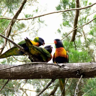 Nature Soundscapes: Bird Songs by Low White Noise Mode