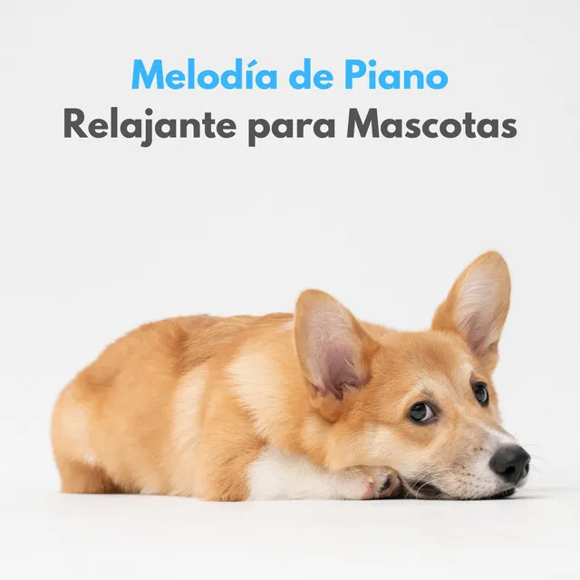 Melodía De Piano Relajante Para Mascotas