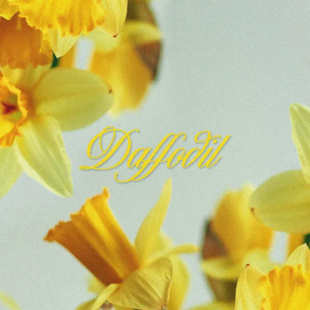 Daffodil