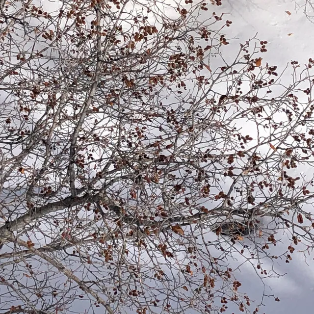 Brush Creek's Trees