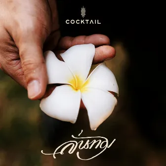 ลั่นทม - Single by Cocktail