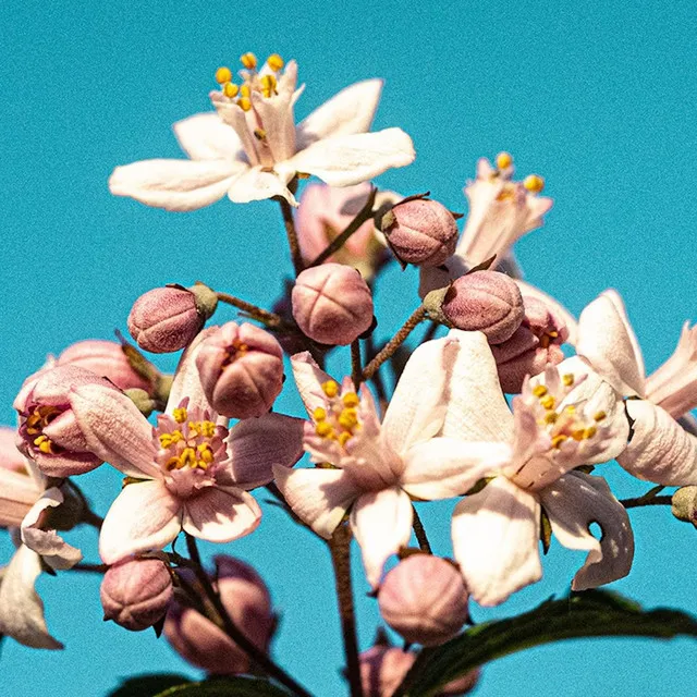 Flower And Willow World