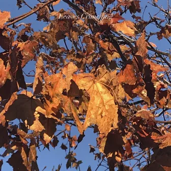 Leaves Crunching by Zen Calming Noises