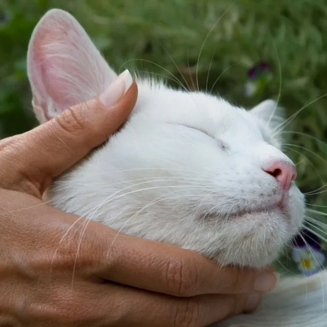 Purring Thunder: Storm and Chill Sound for Cats