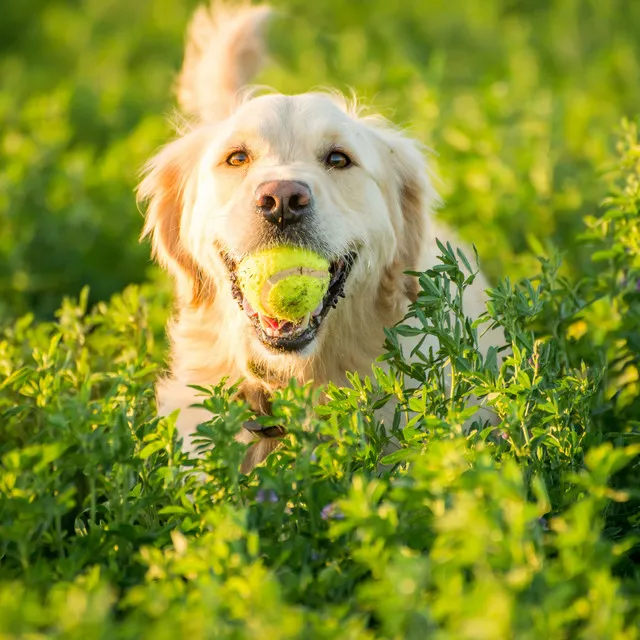 Blissful Fetching Fun: An Enchanting White Noise Nature Adventure for Dogs