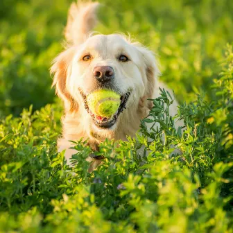 Blissful Fetching Fun: An Enchanting White Noise Nature Adventure for Dogs by 500 Hz White Noise